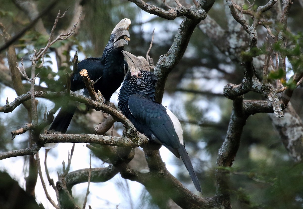 Silvery-cheeked Hornbill - ML31190241