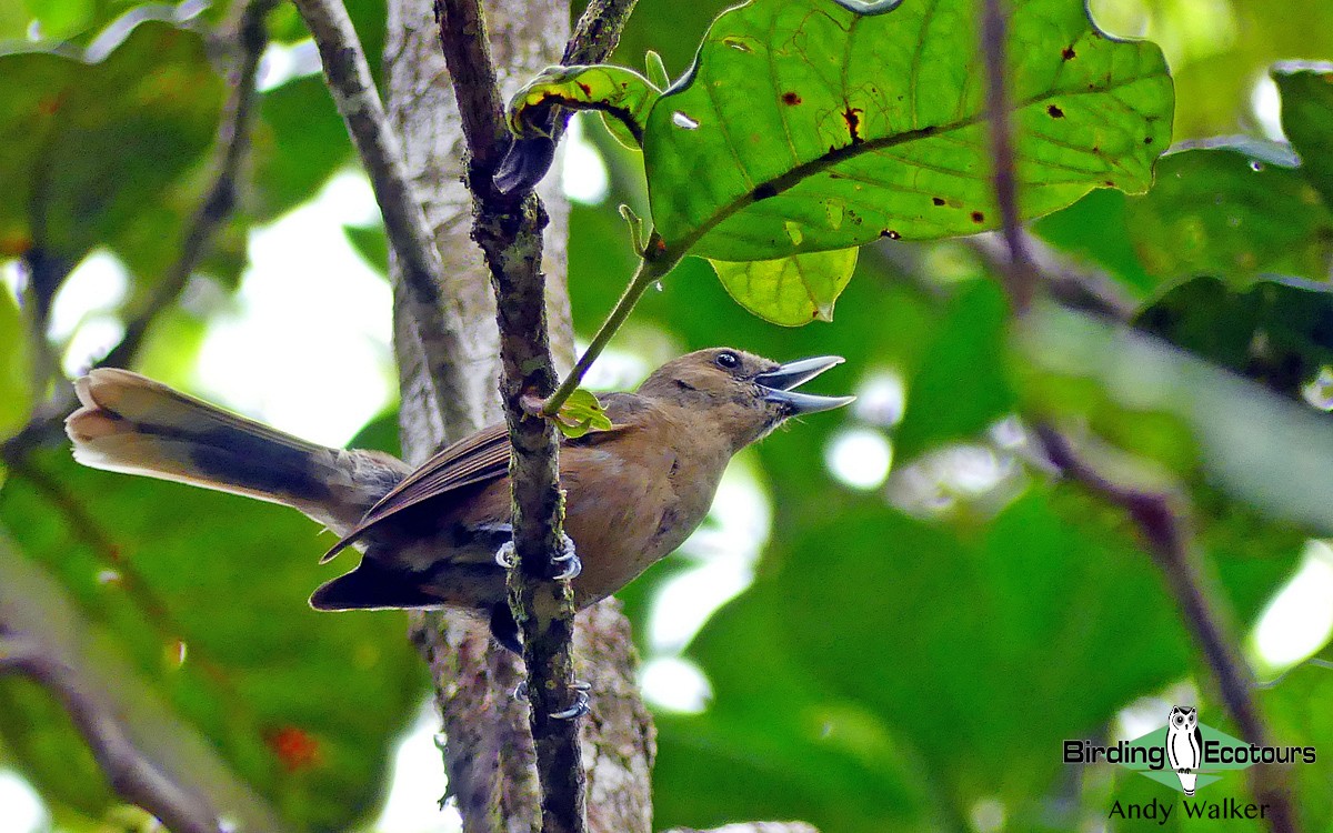 Southern Shrikebill - ML311903601