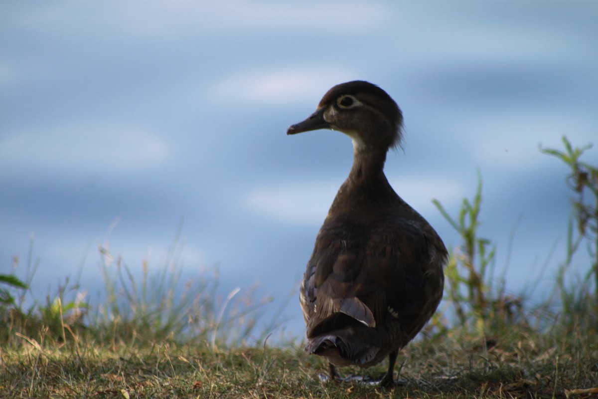 Wood Duck - ML31190371