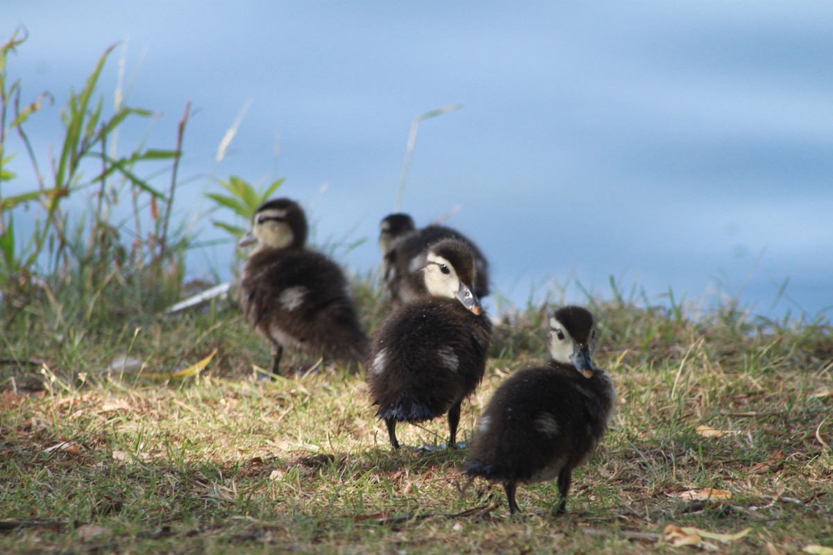 Wood Duck - ML31190391
