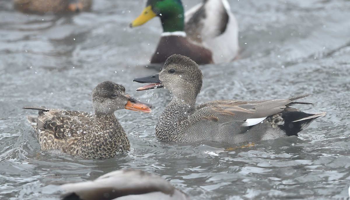 Gadwall - ML311904951