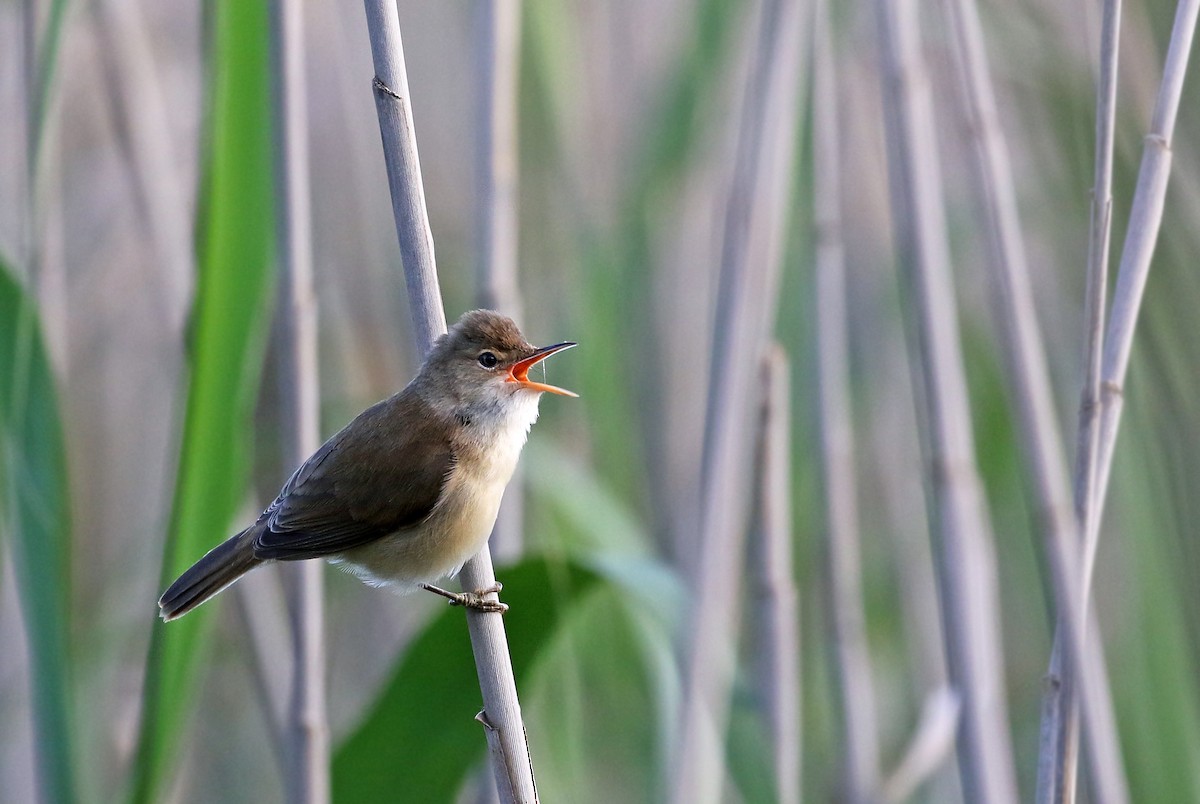 rørsanger (baeticatus gr.) - ML31190561