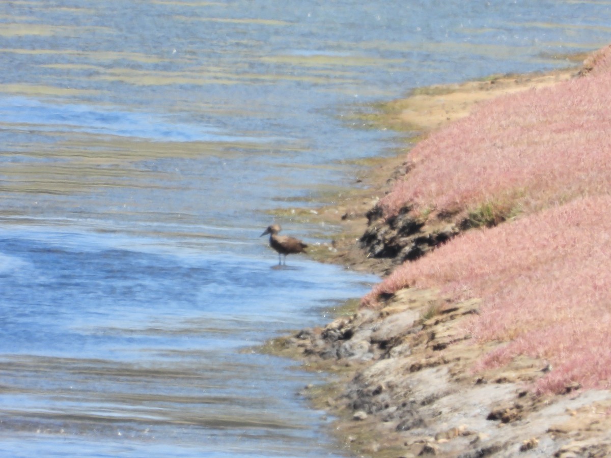 Hamerkop - ML311905951