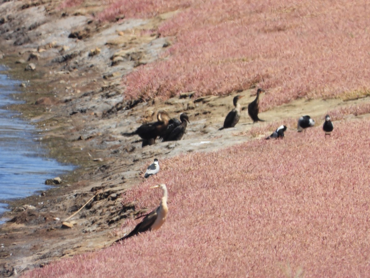 Anhinga Africana - ML311906051