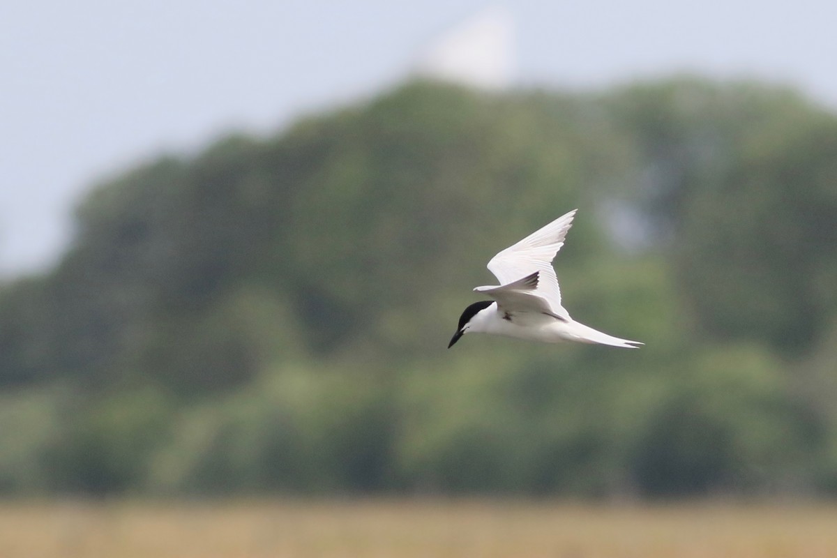 Gull-billed Tern - ML311906241