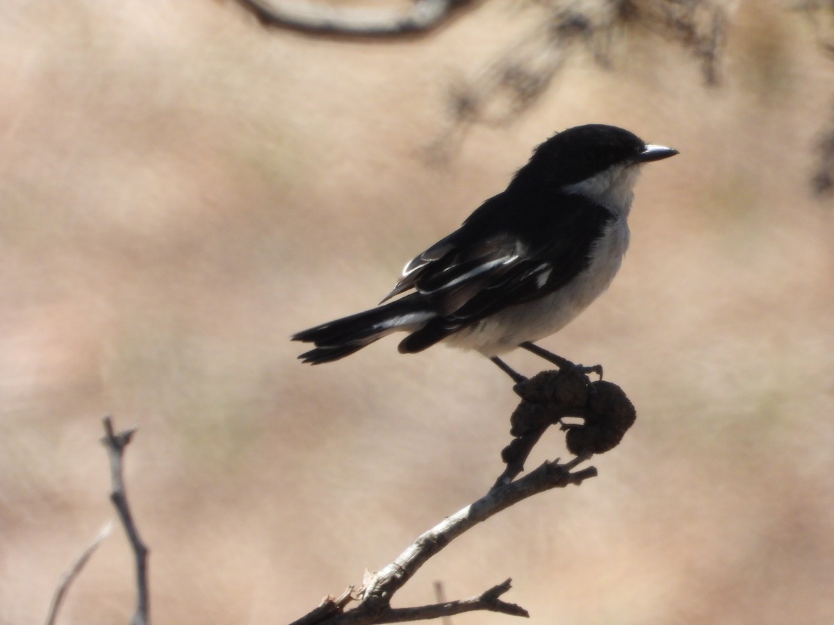 Fiscal Flycatcher - ML311906331