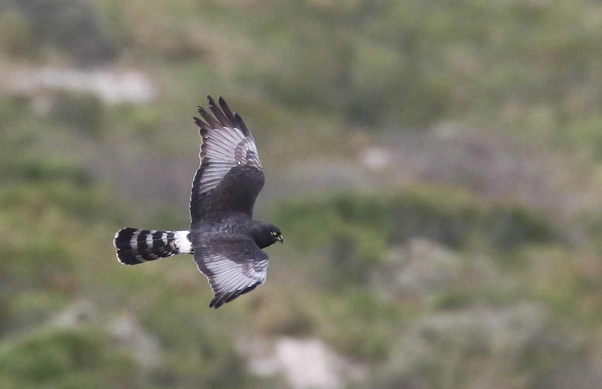 Black Harrier - ML31190701