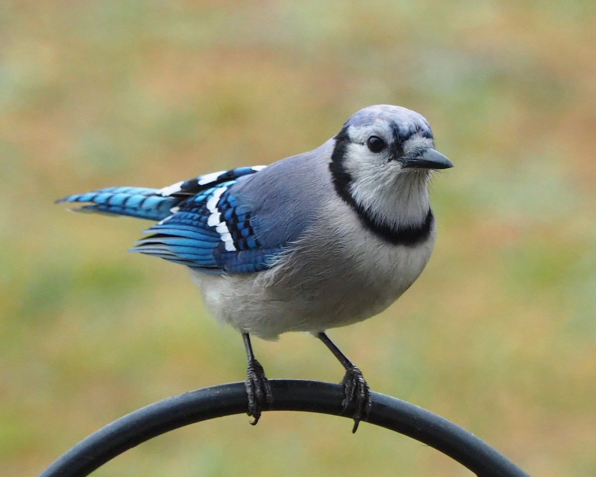 Blue Jay - ML311907151