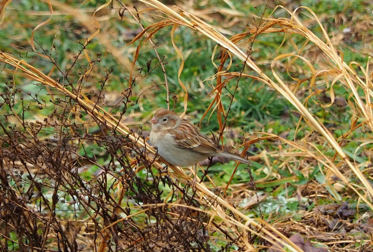 Field Sparrow - ML311907261