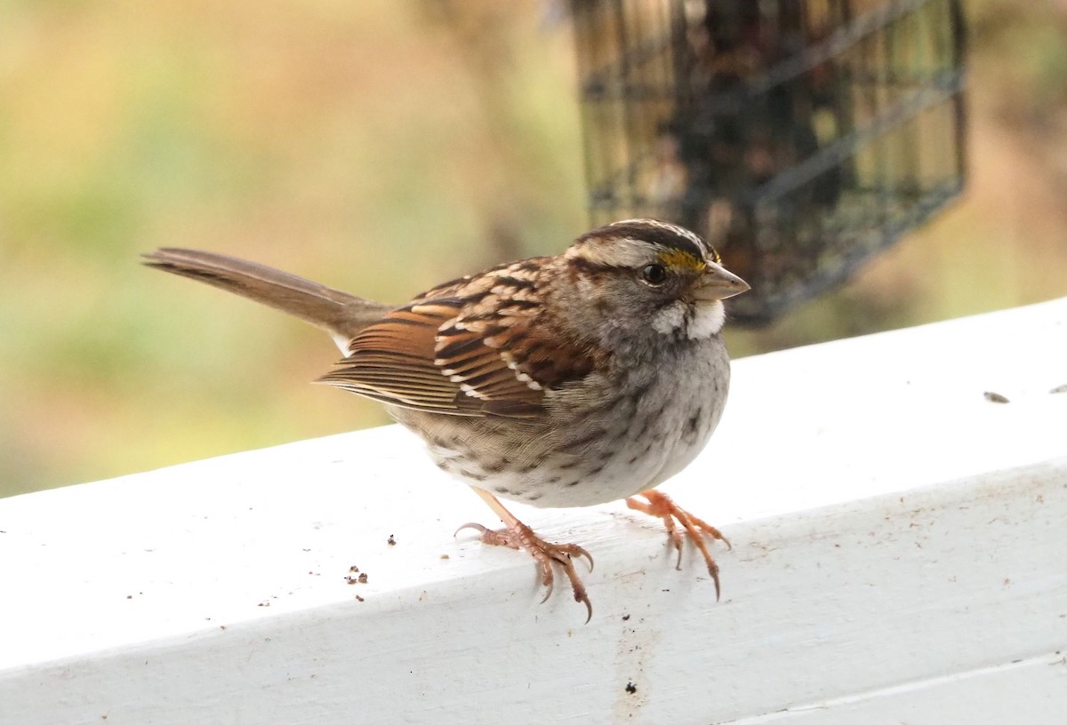 White-throated Sparrow - ML311907281