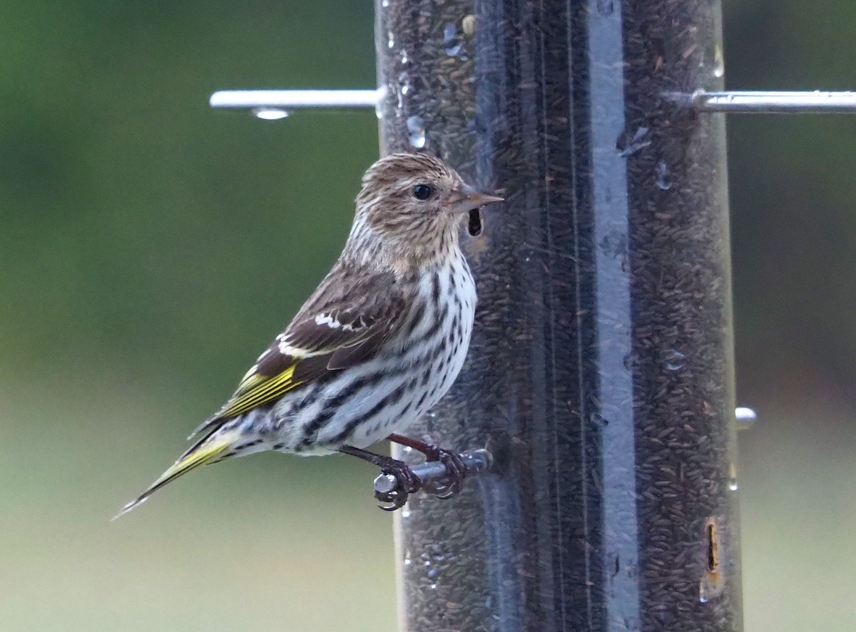 Pine Siskin - ML311907311