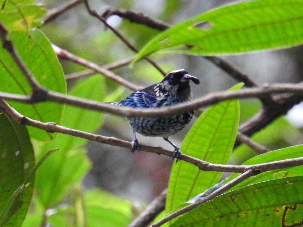 Beryl-spangled Tanager - ML311907561