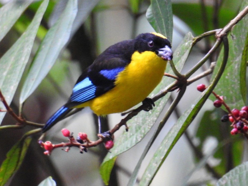 Blue-winged Mountain Tanager - Fernando Nunes