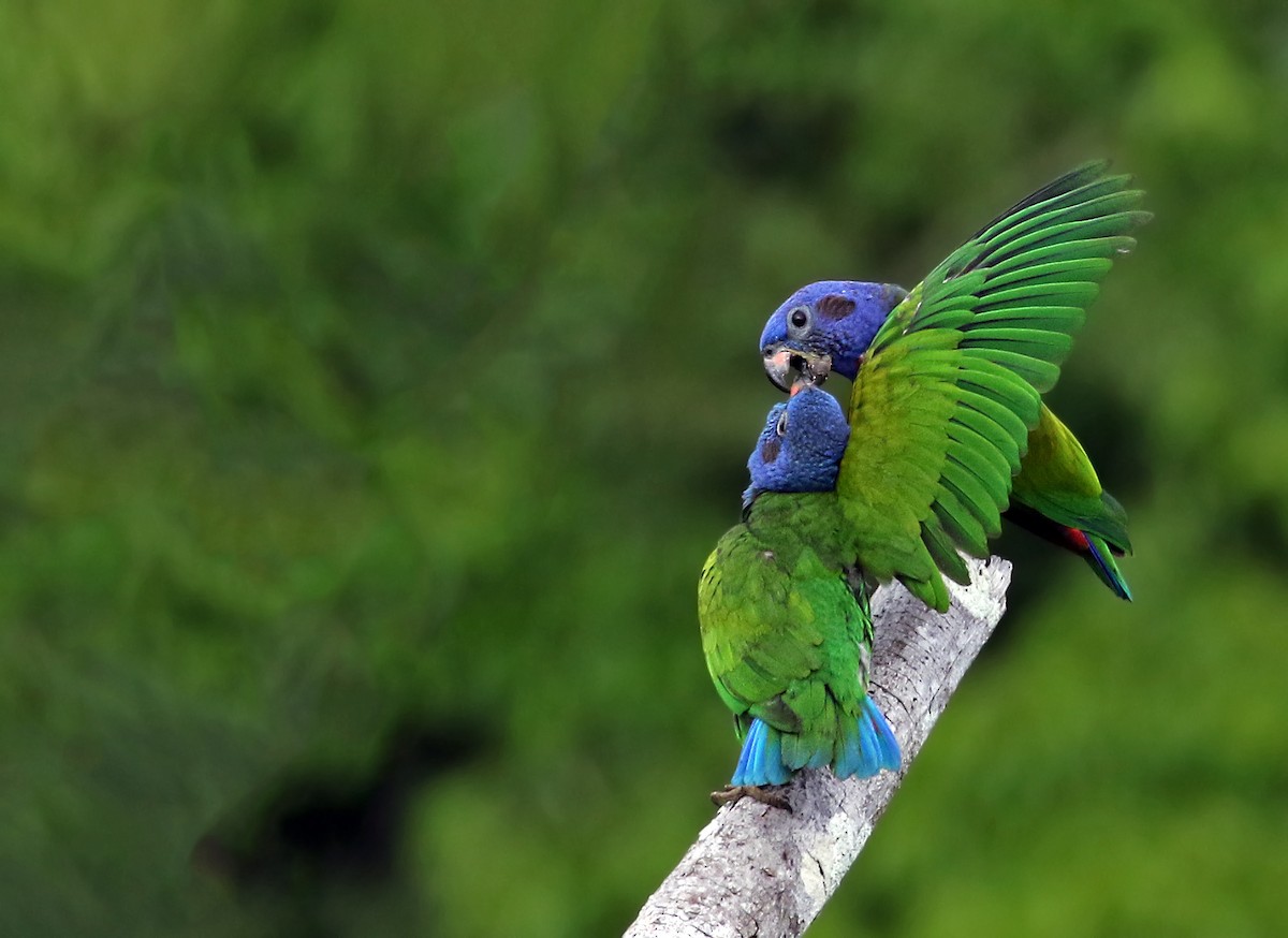 Blue-headed Parrot - Andrew Spencer