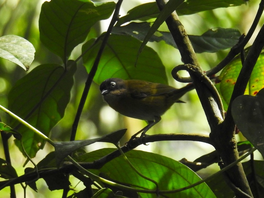 Common Chlorospingus - Fernando Nunes