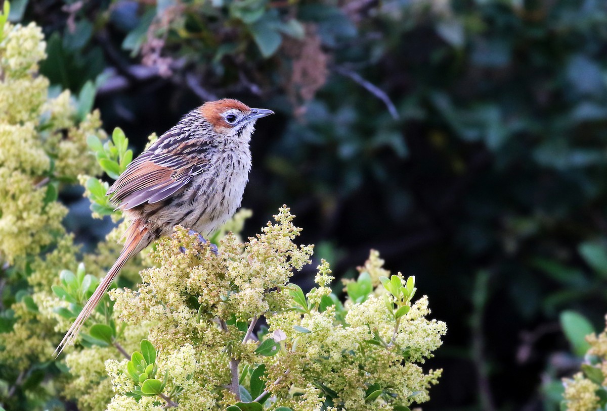 Cape Grassbird - Andrew Spencer