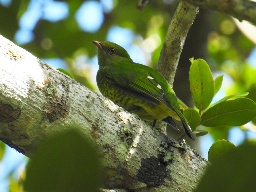 Cotinga magnifique - ML311909051