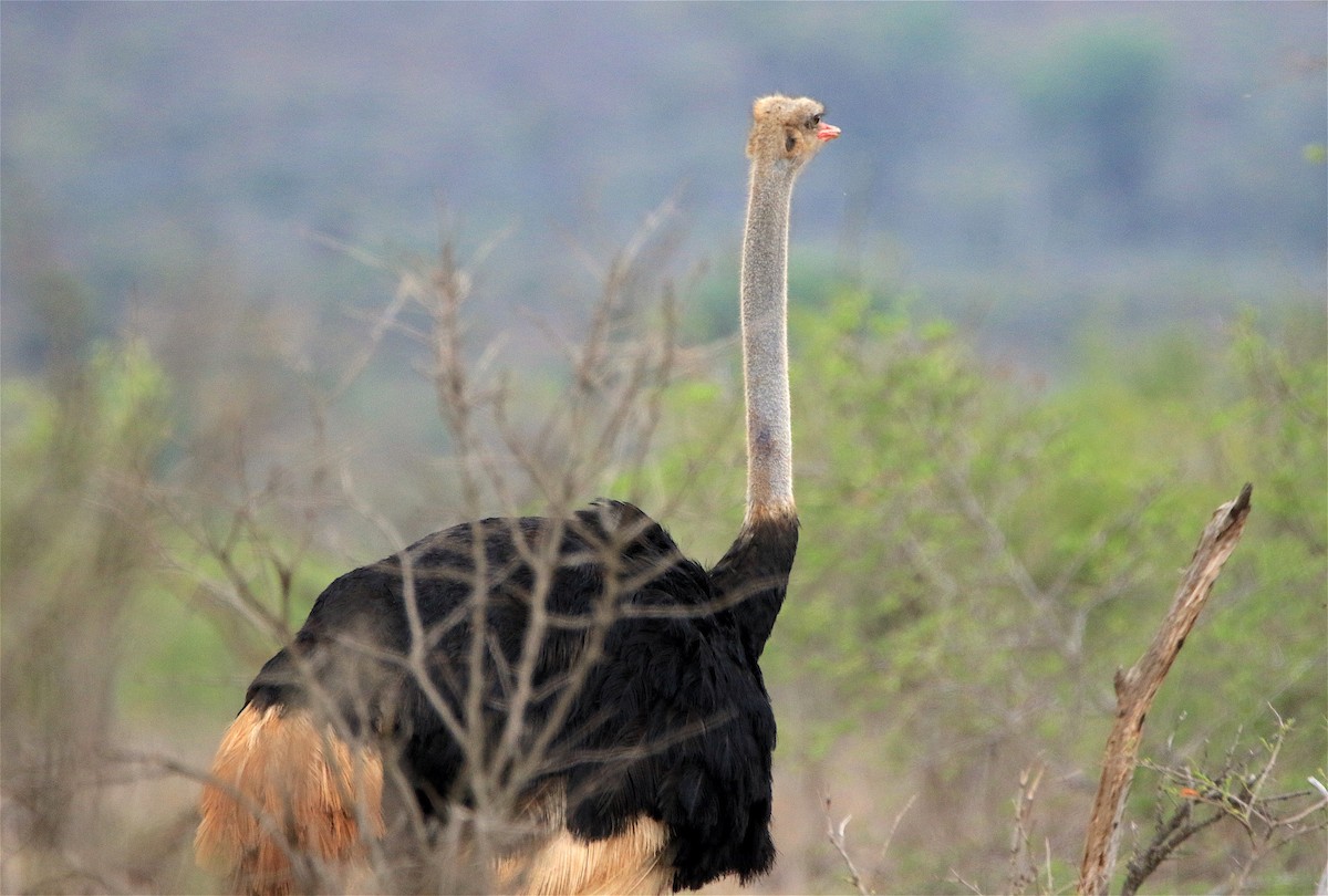 Common Ostrich - J. Christopher Haney