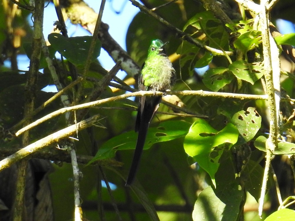 Long-tailed Sylph - ML311912871