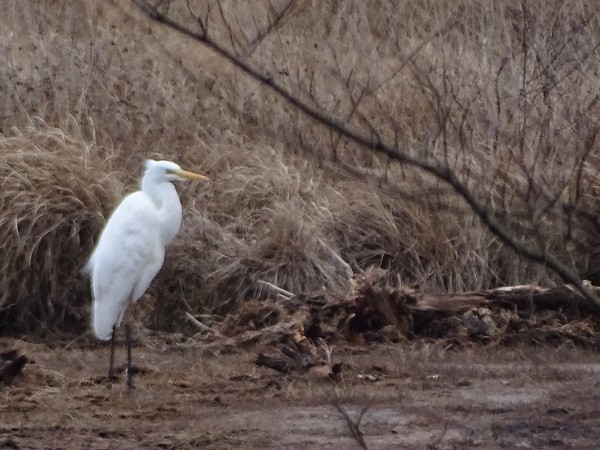 Great Egret - ML311914351