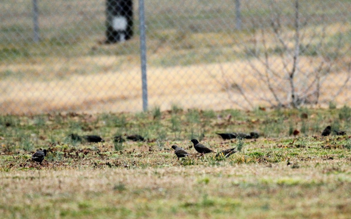 European Starling - ML311914691