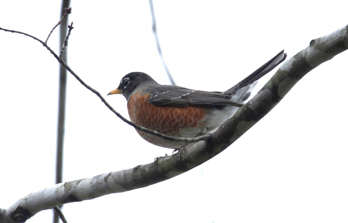 American Robin - ML311914711