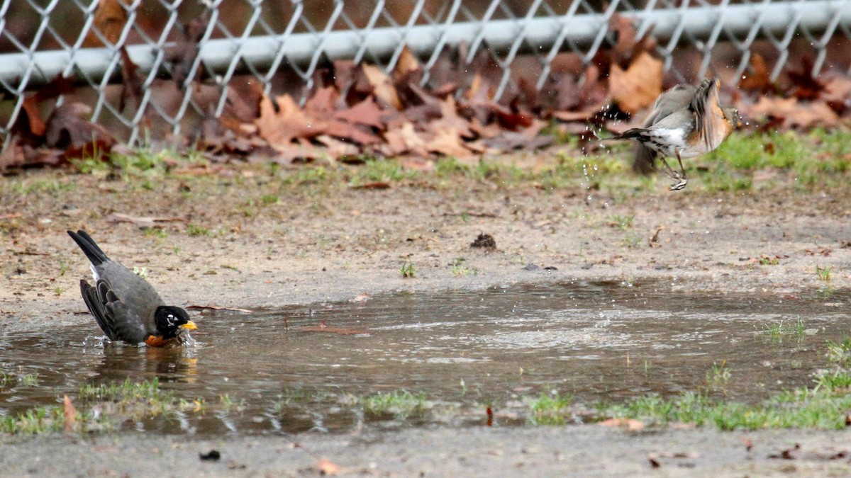 American Robin - ML311914731