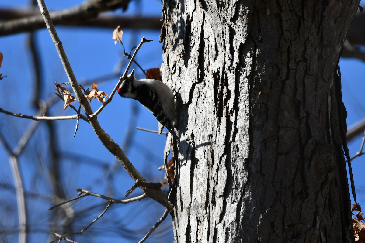 Downy Woodpecker - ML311915341