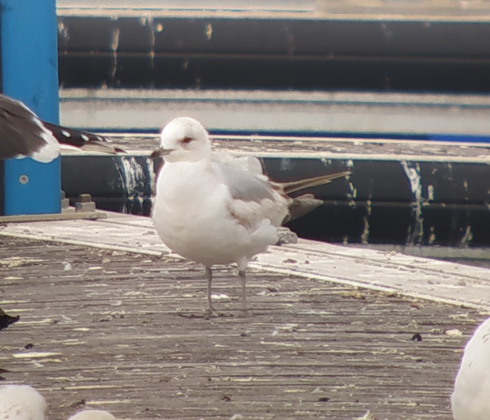 racek bouřní - ML311915781