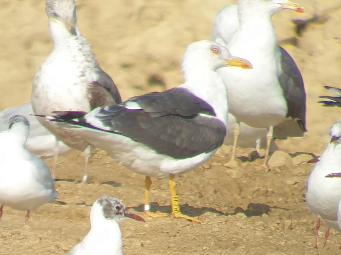 Lesser Black-backed Gull - ML311916021