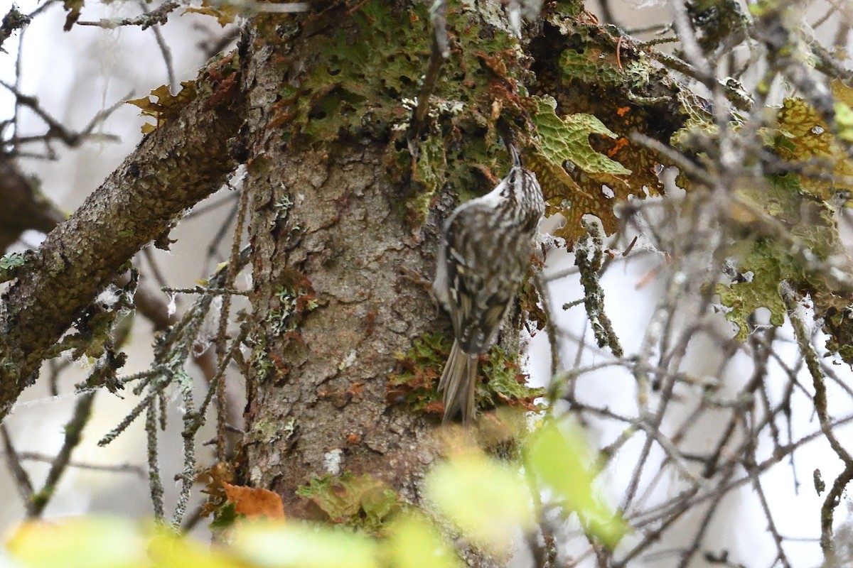Brown Creeper - ML311916981