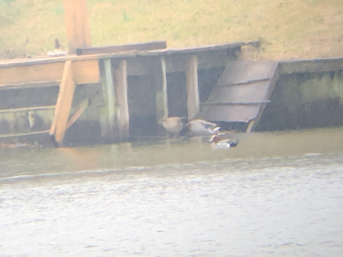 Eurasian Wigeon - ML311917951