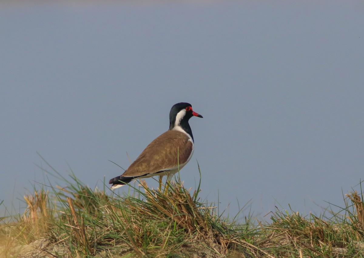 Red-wattled Lapwing - ML311918281