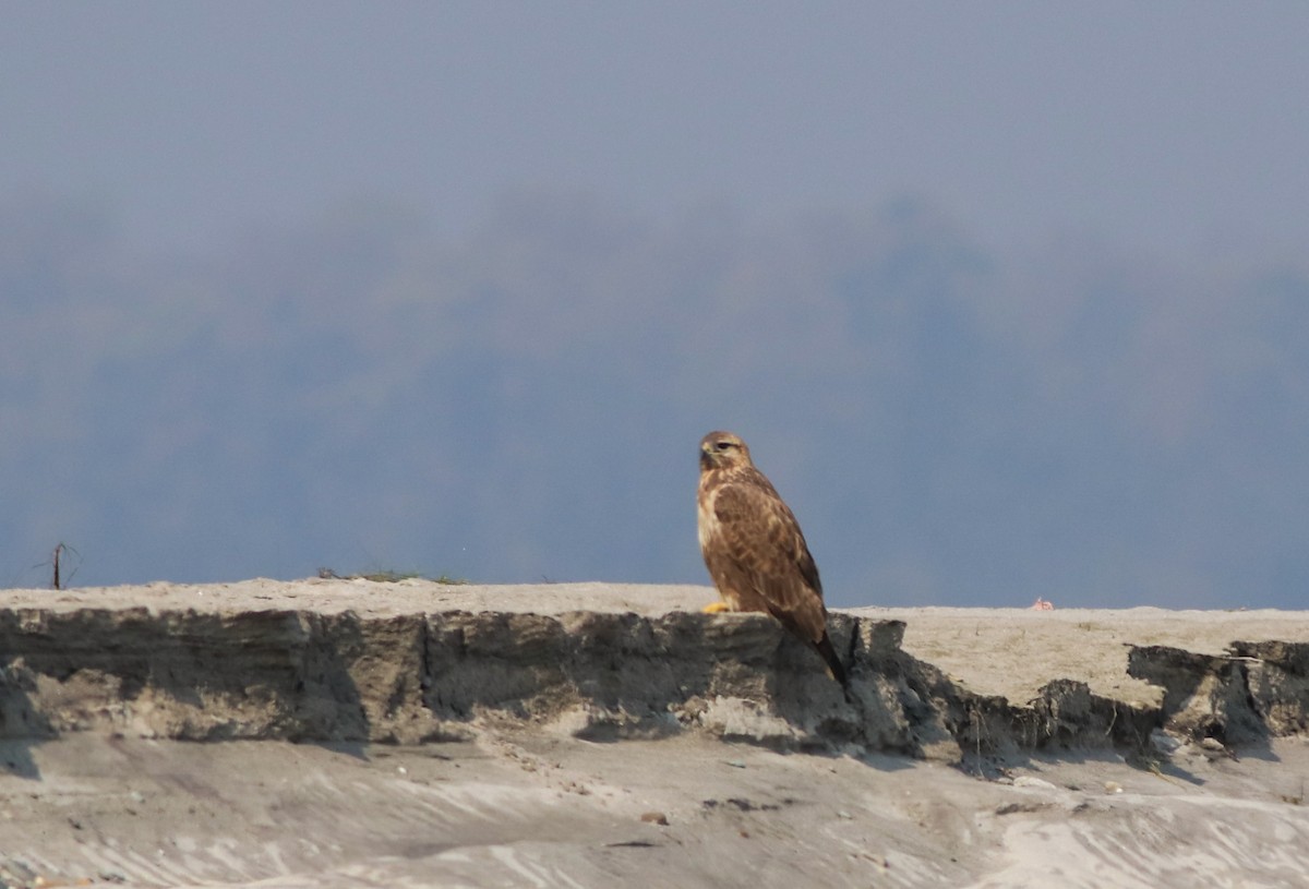 Long-legged Buzzard - ML311918551