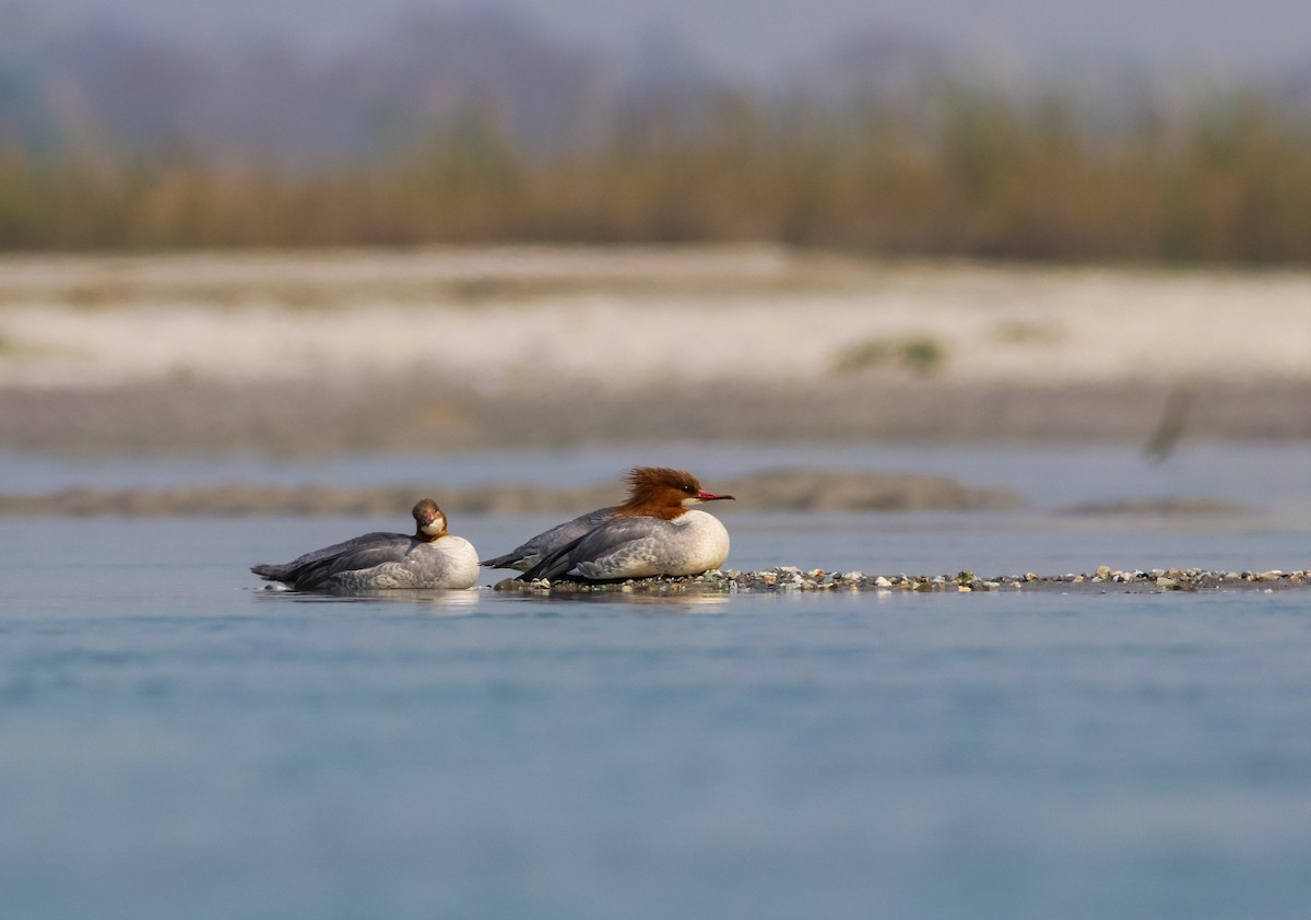 Common Merganser - ML311918931