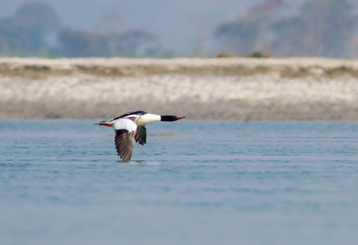 Common Merganser - ML311918941