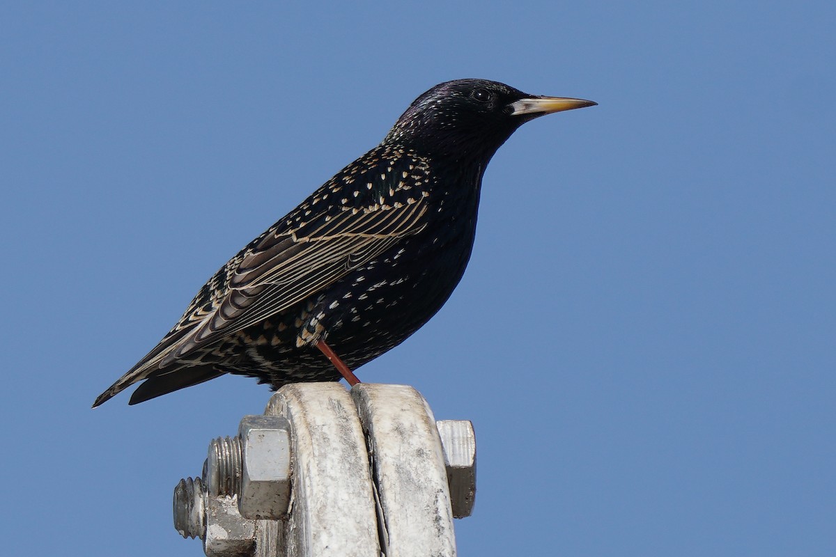 European Starling - Miguel Rouco