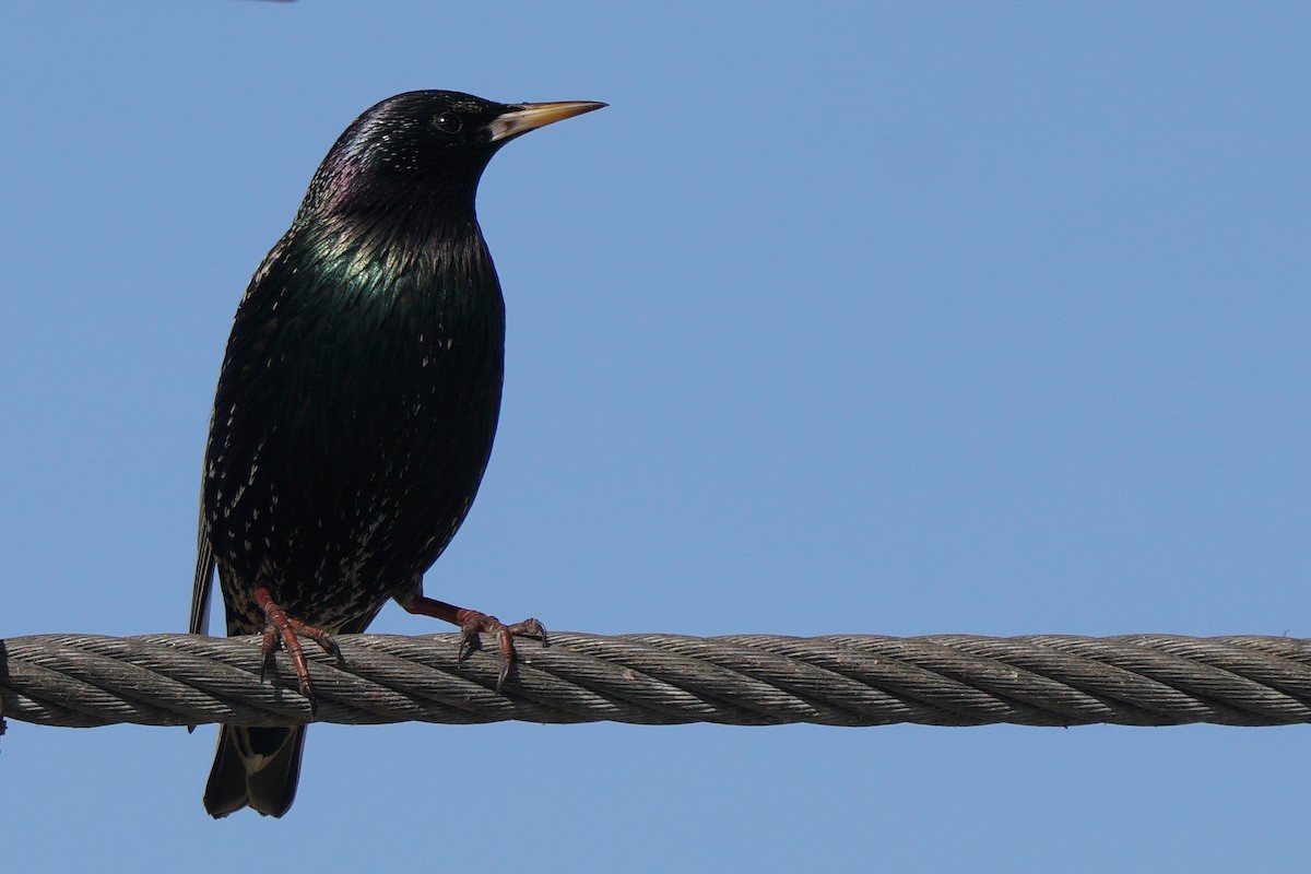 European Starling - Miguel Rouco