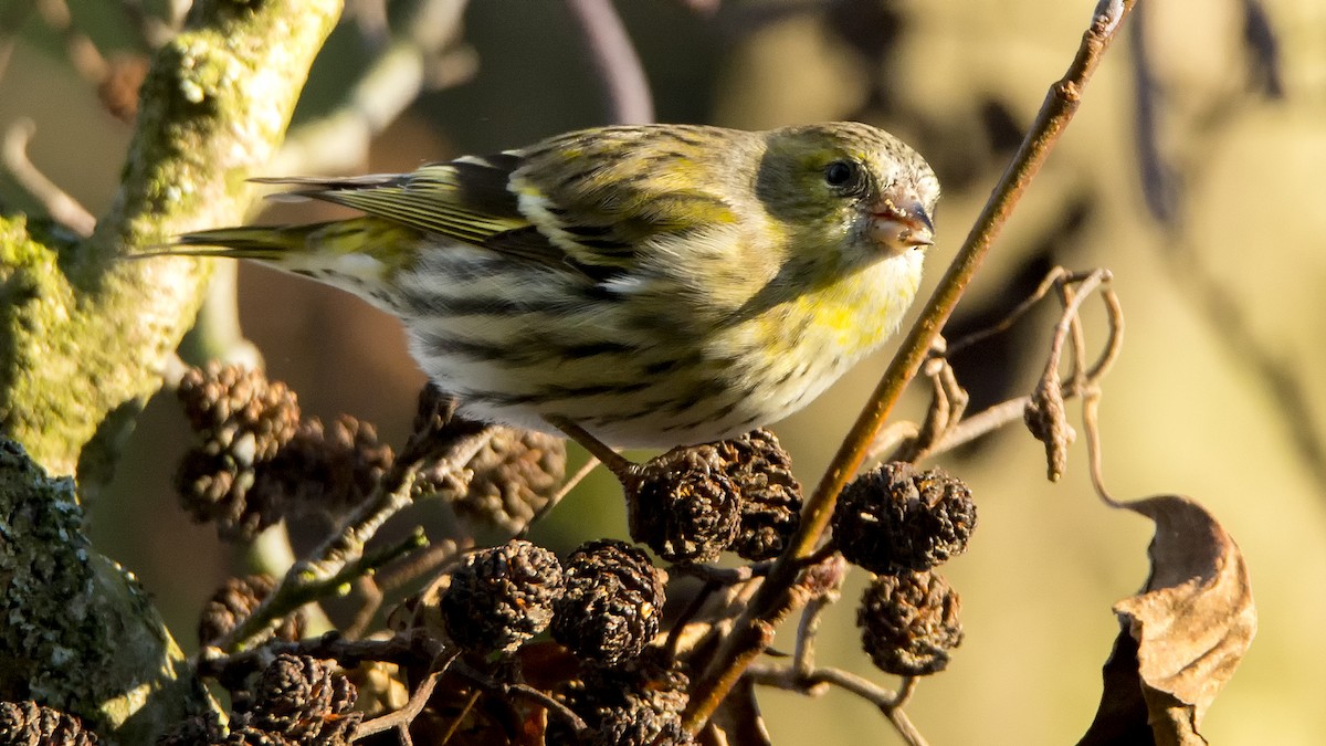 Eurasian Siskin - ML311919701