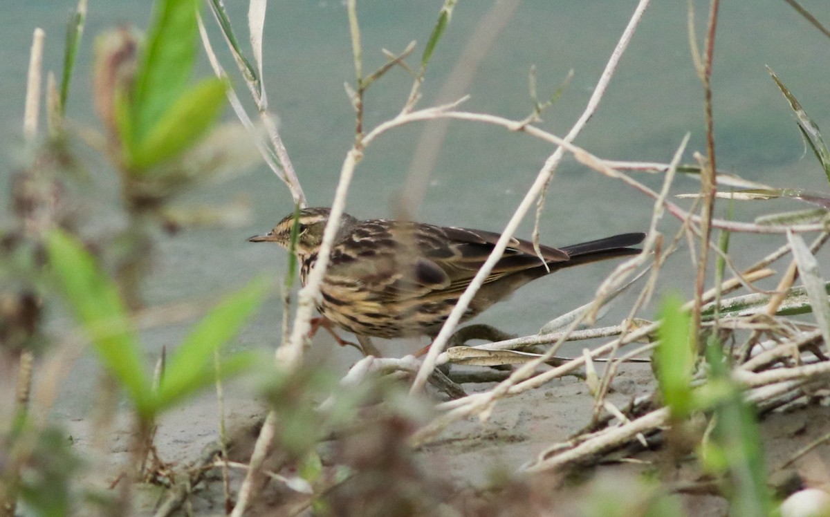 Rosy Pipit - ML311919881