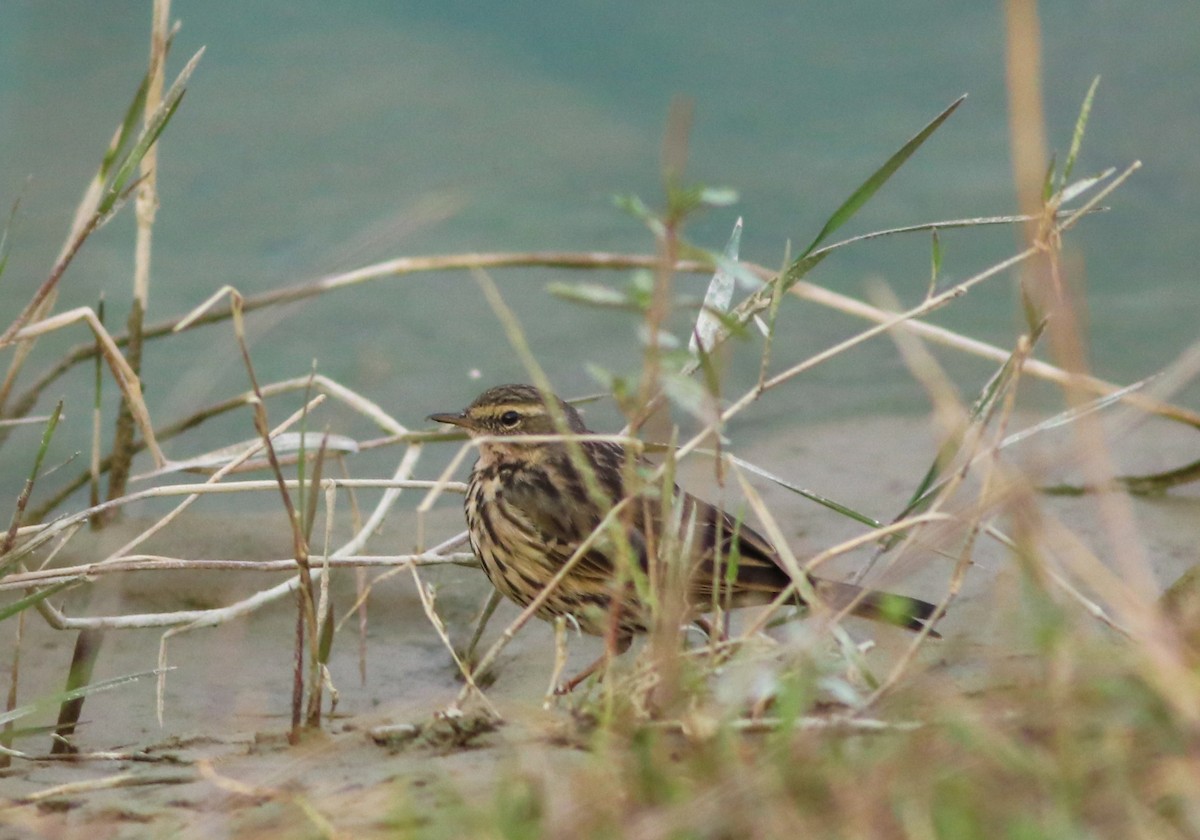 Rosy Pipit - ML311919891
