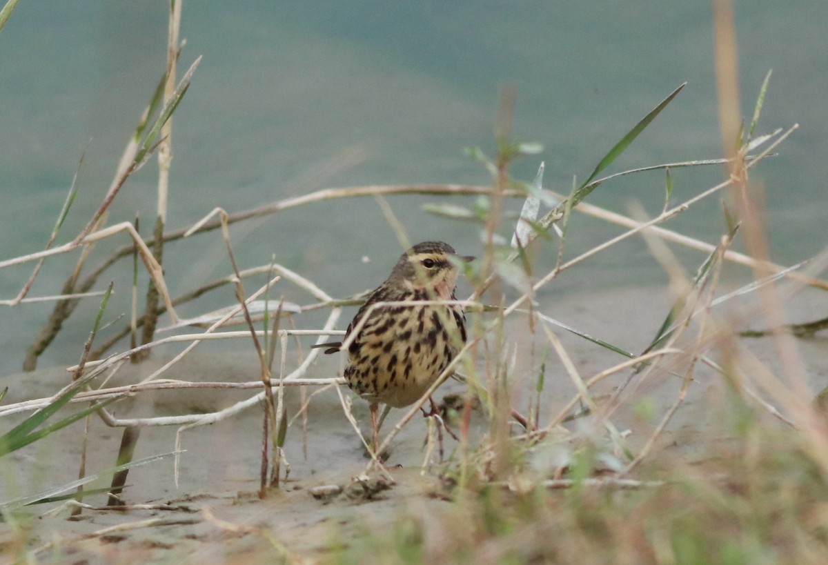 Rosy Pipit - ML311919901