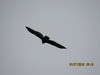 Turkey Vulture - ML31191991