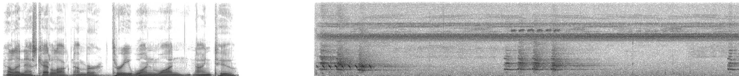 Turuncu Karınlı Yerçavuşu - ML31192