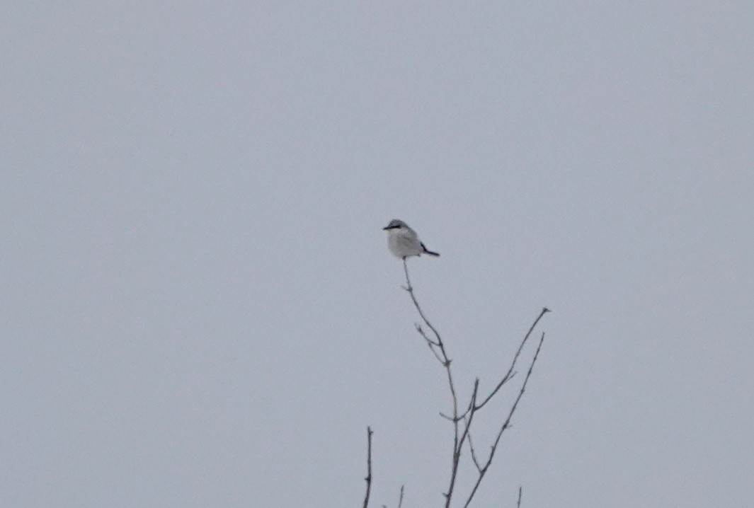 Northern Shrike - ML311920821