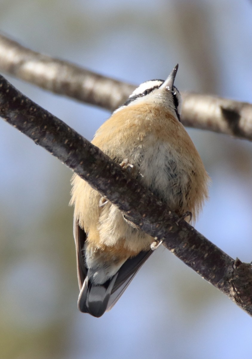 Red-breasted Nuthatch - ML311924851