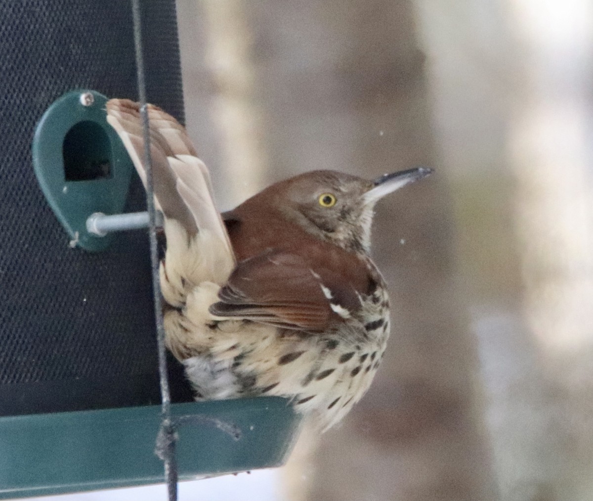 Brown Thrasher - ML311924961