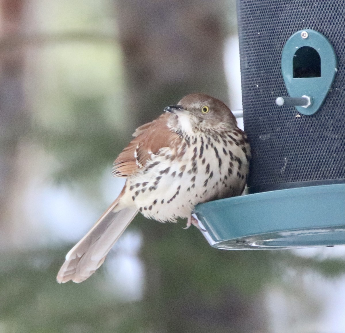 Brown Thrasher - ML311924971