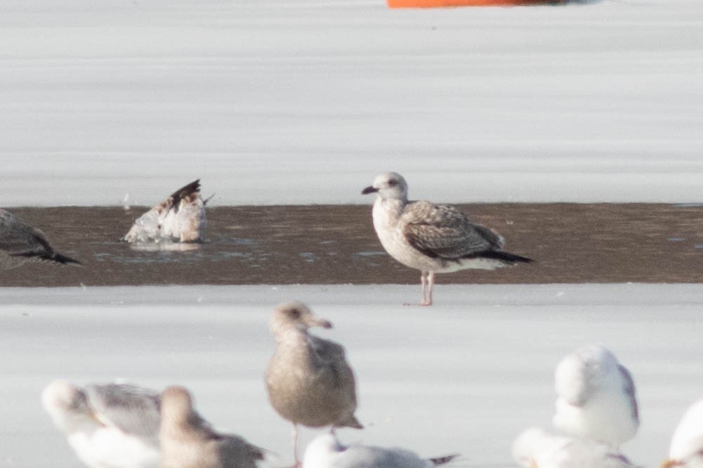 Lesser Black-backed Gull - ML311924981