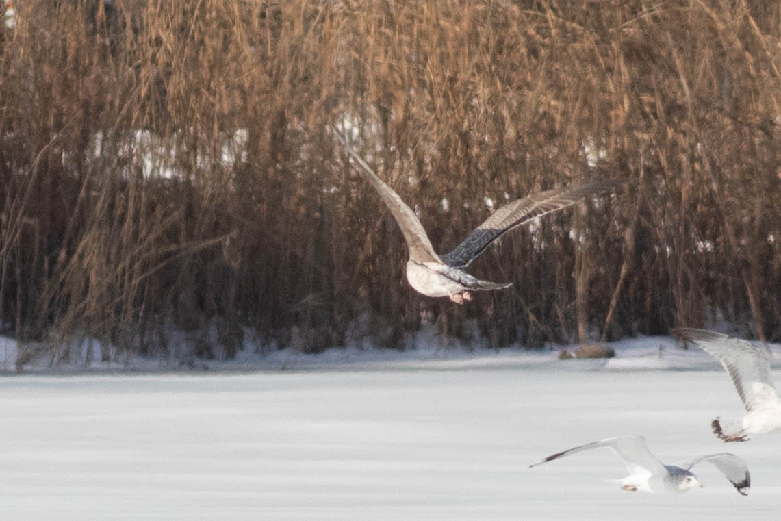 Lesser Black-backed Gull - ML311925021